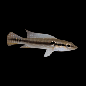 White Spotted Pike Cichlid Crenicichla Saxatilis 10cm