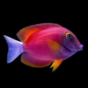 White Tail Kole Tang Ctenochaetus Flavicauda