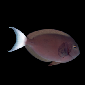 White Tail Tang Acanthurus Thompsoni