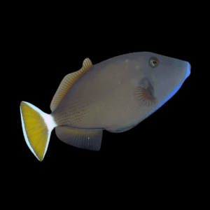 White Tail Trigger Fish Sufflamen Chrysopterum