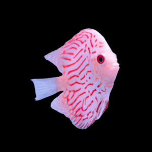 White Tiger Discus
