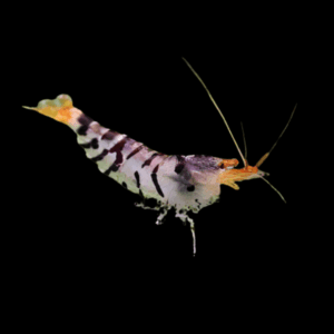 White Tiger Shrimp Caridina 2cm