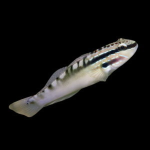 White Watchman Goby Amblygobius Stethophthalmus