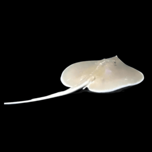 White Whiptail Sting Ray Himantura Signifer 30cm