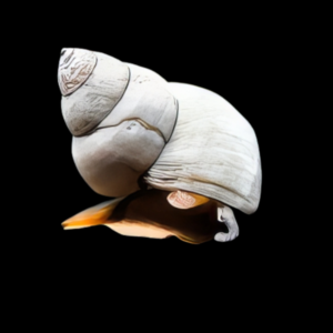 White Wizard Snail Filopaludina Martensi 2cm