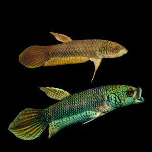 Wild Betta Antuta Pair Male & Female 3cm