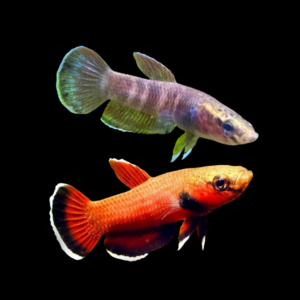 Wild Betta Chanoides Pair Male & Female 3cm