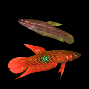 Wild Betta Coccina Pair Male & Female 3cm