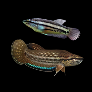 Wild Betta Edithae Pair Male & Female 3cm