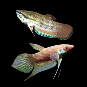 Wild Betta Fusca Pair Male & Female 3cm