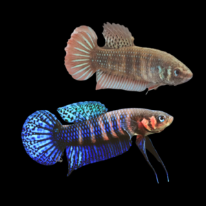 Wild Betta Hendra Pair Male & Female 3cm