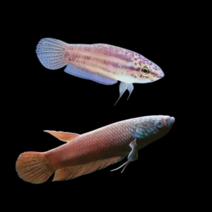 Wild Betta Ideii Pair Male & Female 3cm