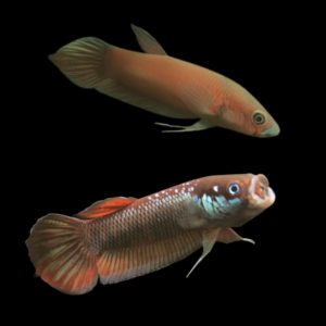 Wild Betta Patoti Pair Male & Female 3cm