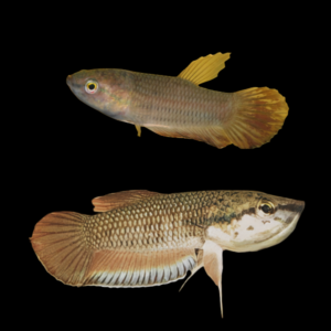 Wild Betta Picta Pair Male & Female 3cm