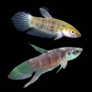 Wild Betta Pugnax Pair Male & Female 3cm