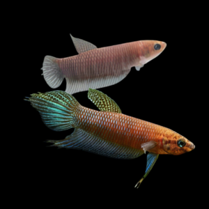 Wild Betta Simorum Pair Male & Female 3cm