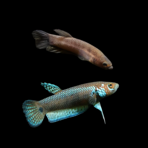 Wild Betta Unimaculata Pair Male & Female 3cm