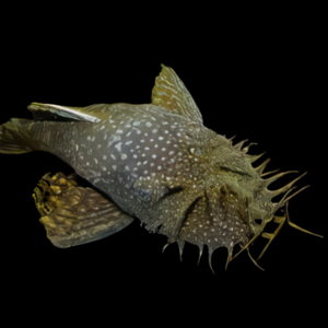 Wild Bristlenose Pleco Ancistrus 3cm, 5cm, 10cm