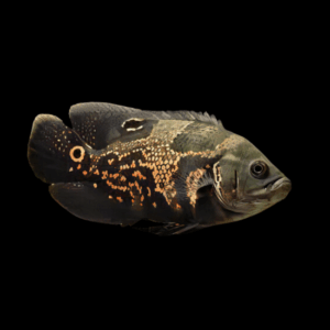 Wild Patterned Oscar Astronotus Ocellatus
