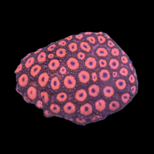 Wild Red Goniopora Hard Coral