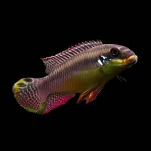 Wild Red Nigerian Kribensis Cichlid Pelvicachromis Sacrimontis 4cm
