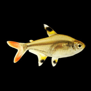 X-Ray Tetra Pristella Maxillaris 2cm