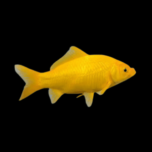 XL Goldfish Lemon Yellow Carassius Auratus 20cm