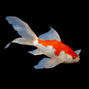 XL Goldfish Sarasa Red and White Comet Carassius Auratus 20cm
