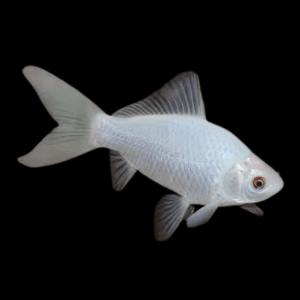 XL Goldfish White Carassius Auratus 20cm