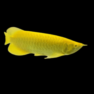Xanthic Golden Arowana Scleropages Formosus 20cm