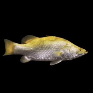 Xanthic Golden Barramundi Grouper Lates Calcarifer 30cm