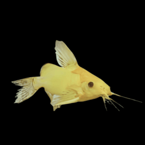 Xanthic Golden Catfish Synodontis Nigrita 3cm
