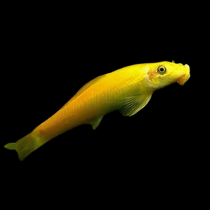 Xanthic Golden Sucking Loach Gyrinocheilus Aymonieri 10cm
