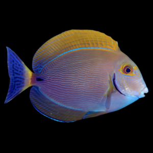Xanthopterus Tang Acanthurus Xanthopterus