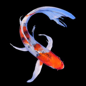 Yamato Nishiki Butterfly Grade A Koi Carp Cyprinus Carpio