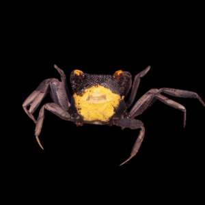 Yellow Back Vampire Crab Geosesarma Sp 3cm