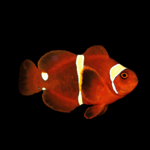 Yellow Band Maroon Clownfish Premnas Biaculeatus