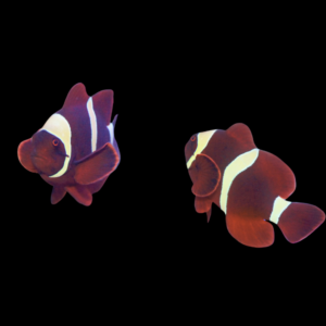 Yellow Band Maroon Clownfish Premnas Biaculeatus Pair