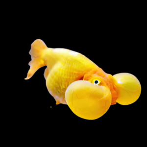Yellow Bubble Eye Goldfish
