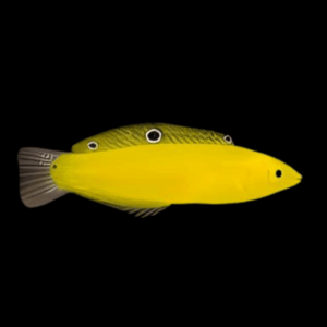 Yellow Coris Wrasse Halichoeres Chrysus