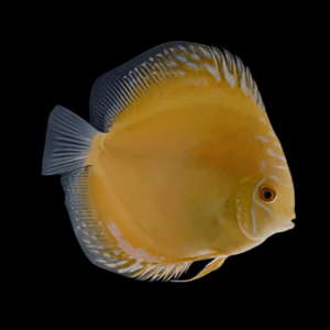 Yellow Crystal Discus