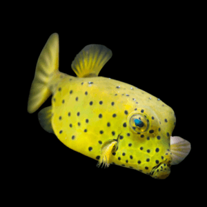 Yellow Cubicus Boxfish Ostracion Cubicus