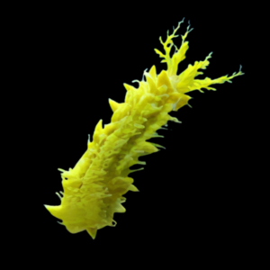 Yellow Cucumber Colochirus Robustus