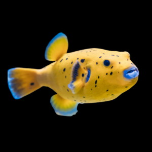 Yellow Dogface Pufferfish Arothron Meleagris