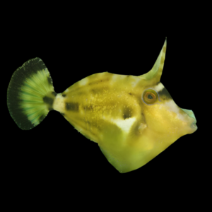 Yellow File Fish Cantherhinus Fronticinctus