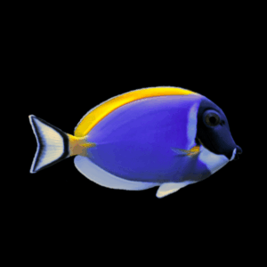 Yellow Fin Tang Acanthurus Nigricans