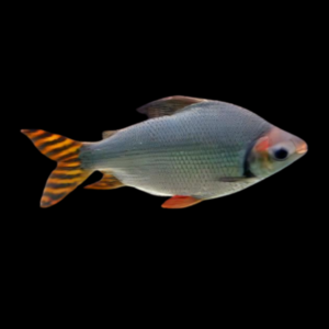 Yellow Tailed Flagtail Barb Semaprochilodus Insignis 10cm