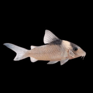 Yellow Head Corydoras Crypticus 4cm Catfish