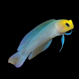 Yellow Head Jawfish Opistognathus Aurifrons