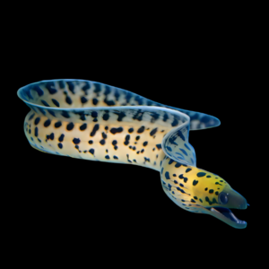 Yellow Head Moray Eel Gymnothorax Fimbriatus